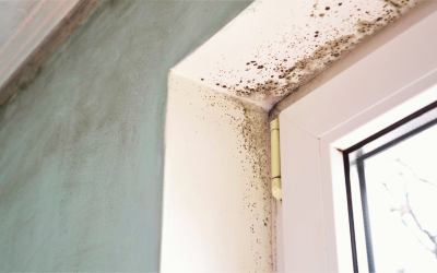 The Hidden Dangers of Mold and How to Address Them Effectively