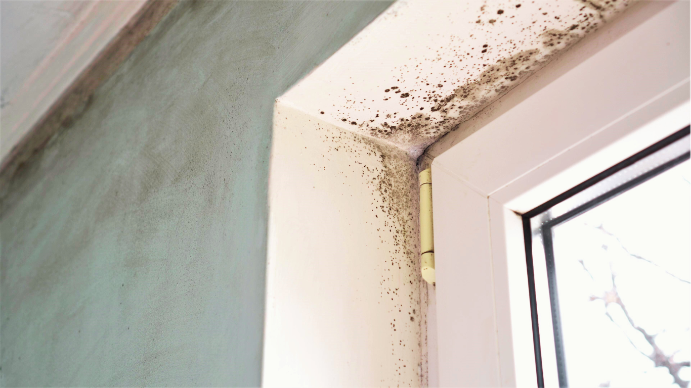 Black mold growth spreads across the corner of a window and wall, highlighting the hidden dangers of mold and the importance of effective remediation.
