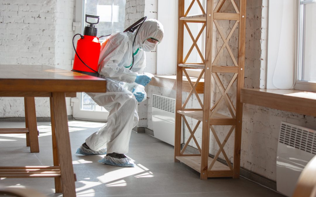 Common Myths Regarding Mold