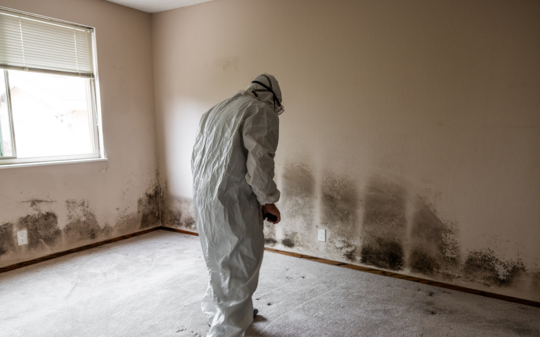 Five Questions to Ask Before Hiring a Mold Remediation Company in Orlando